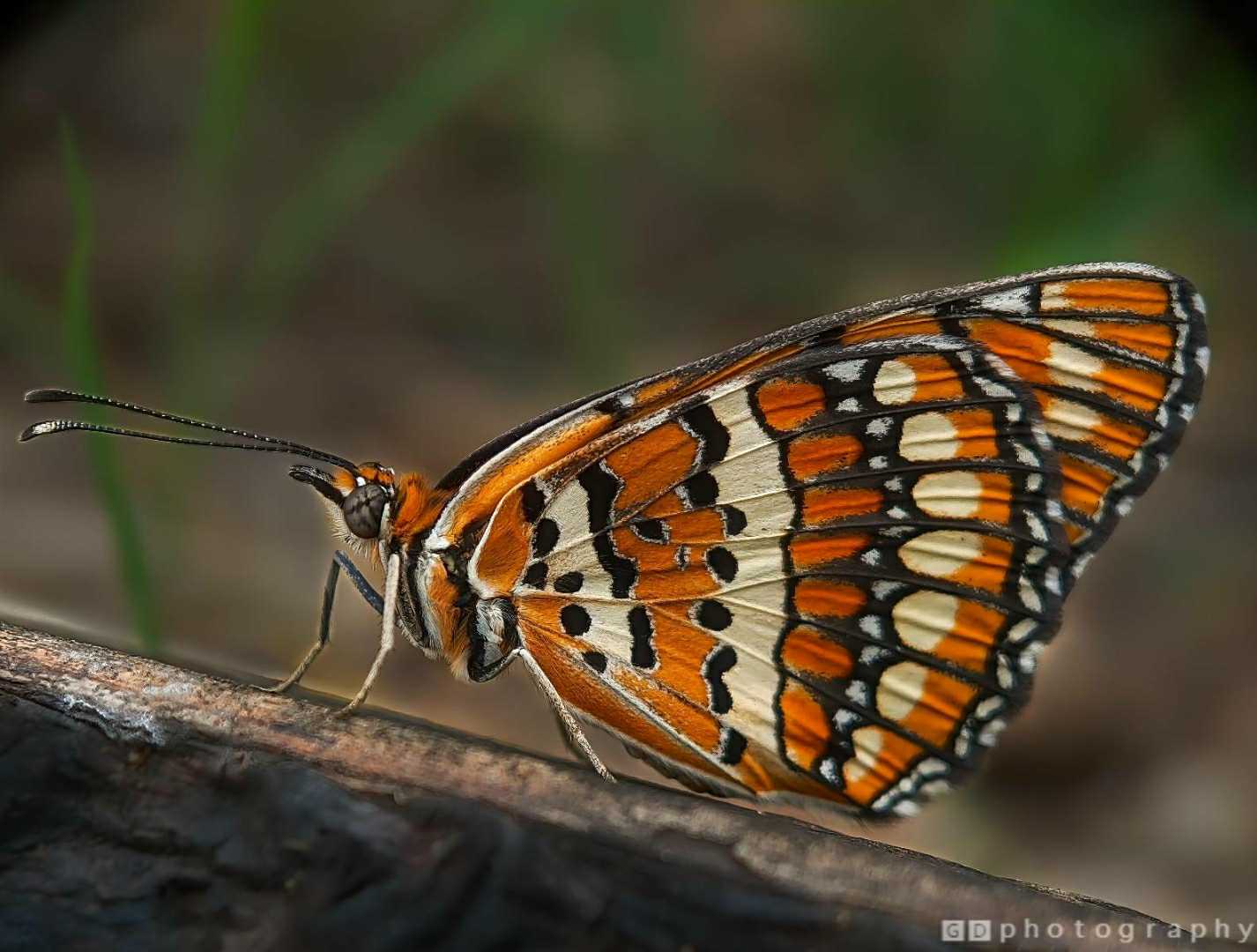Spotted Joker Butterfly 