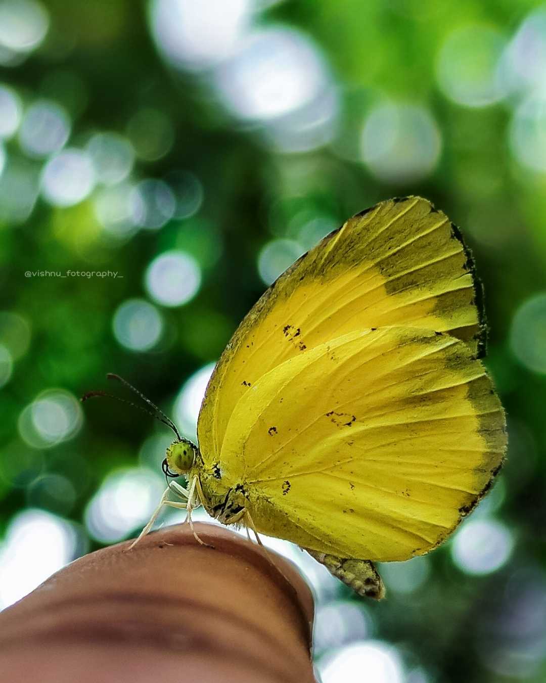 butterfly 🦋