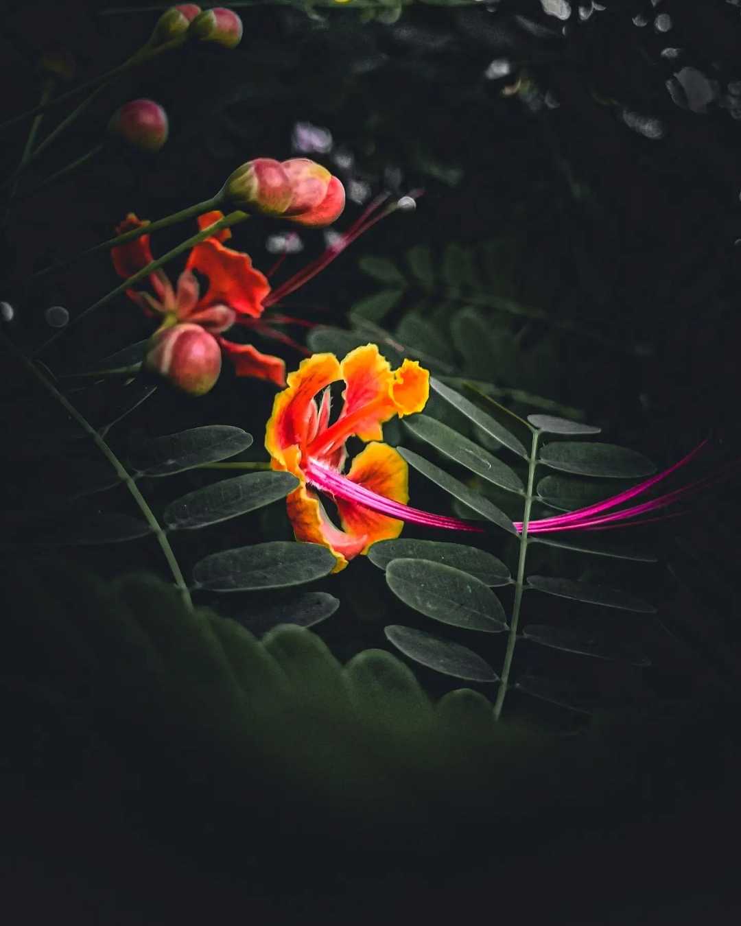 peacock flower 🌸