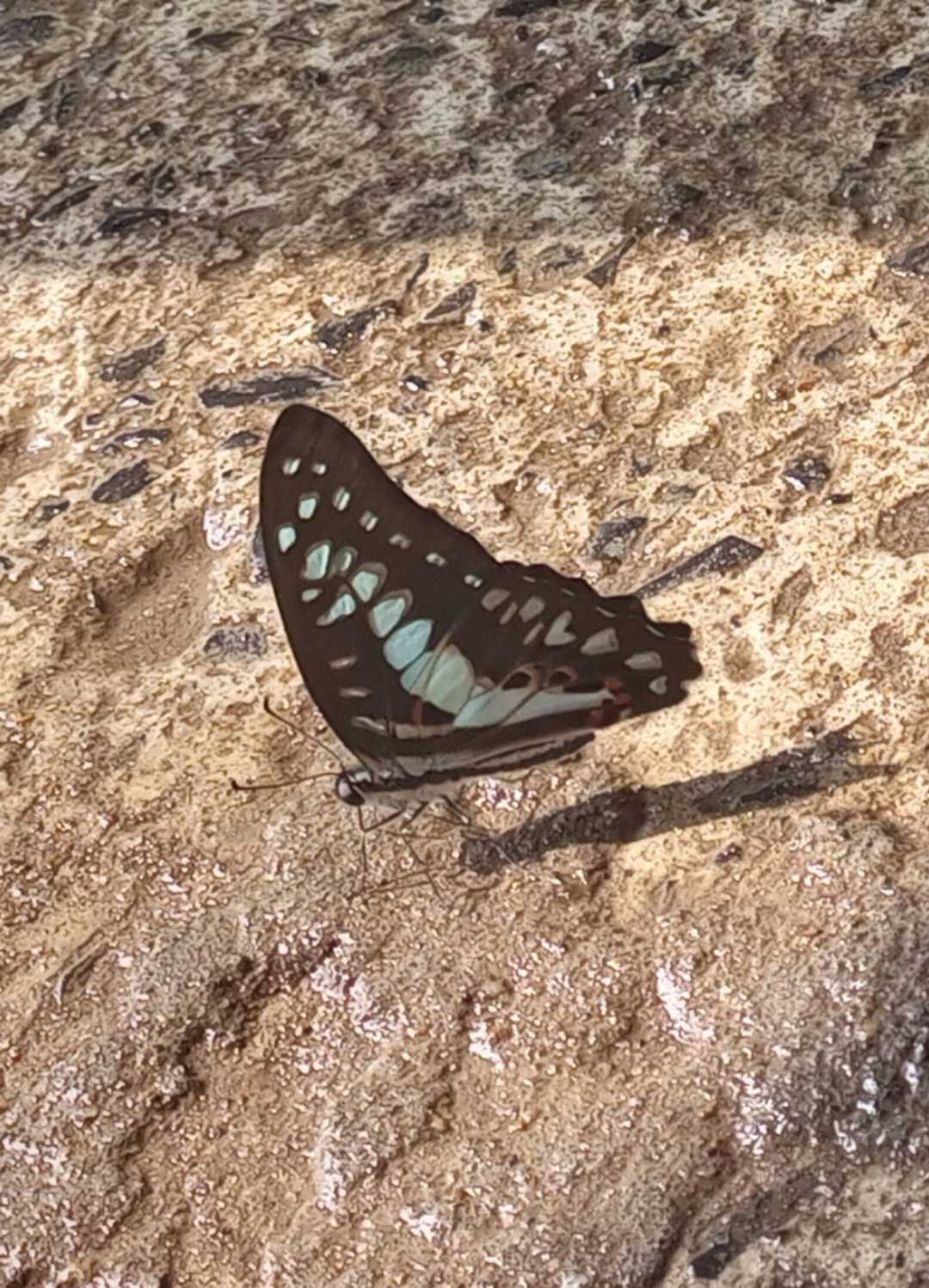 Beautiful Butterfly 