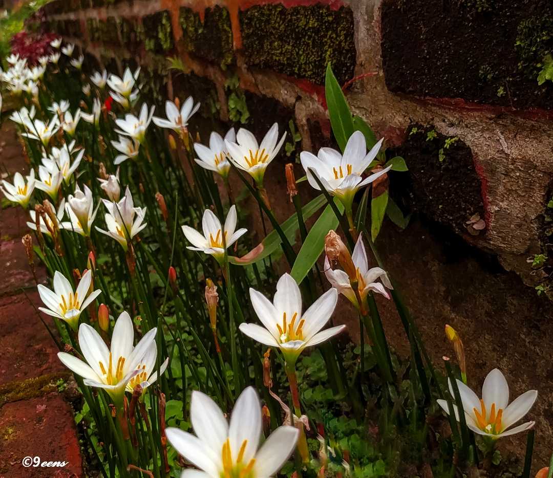 Lily air