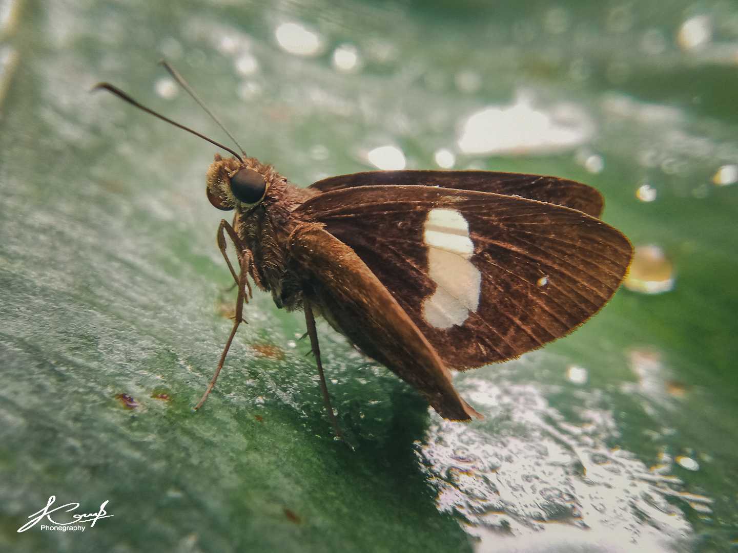 Notocrypta paralysos