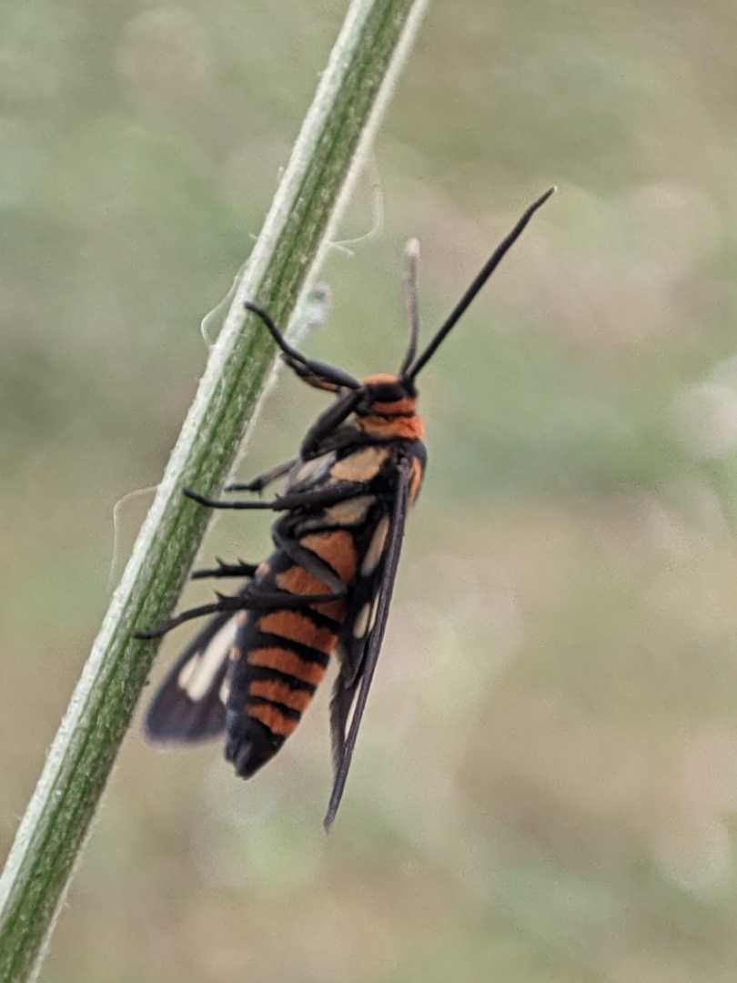 amata huebneri