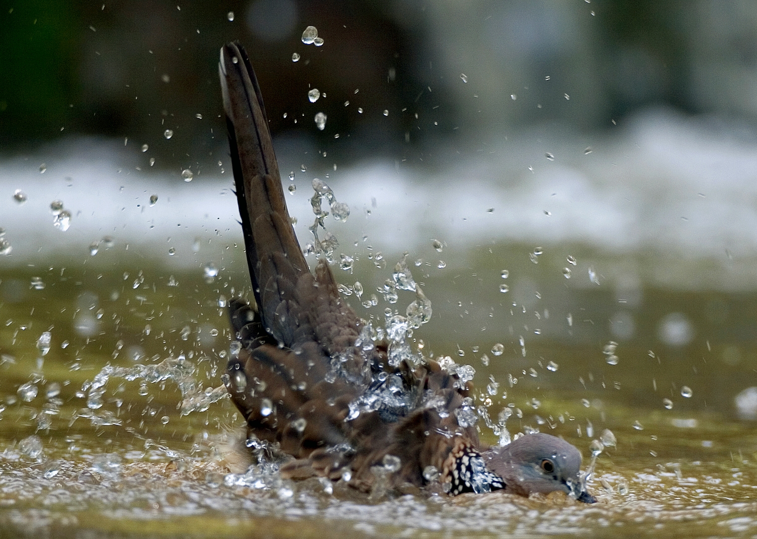 Dove bird take a bath...