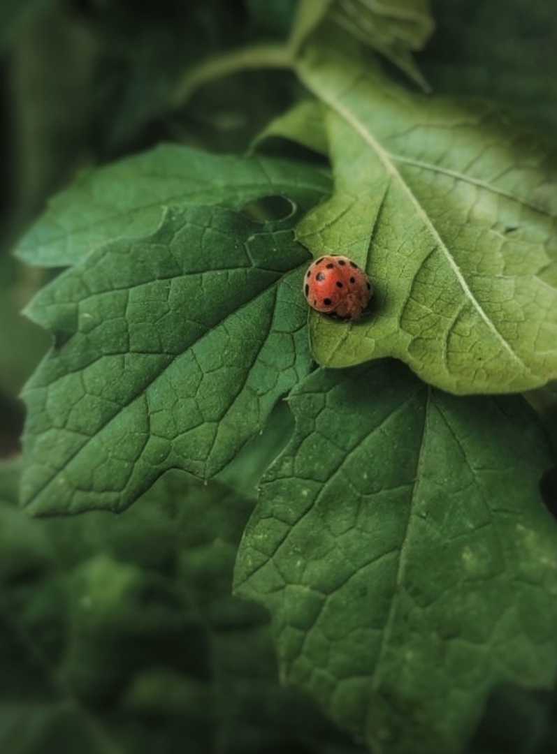 Nature...🌿🐞