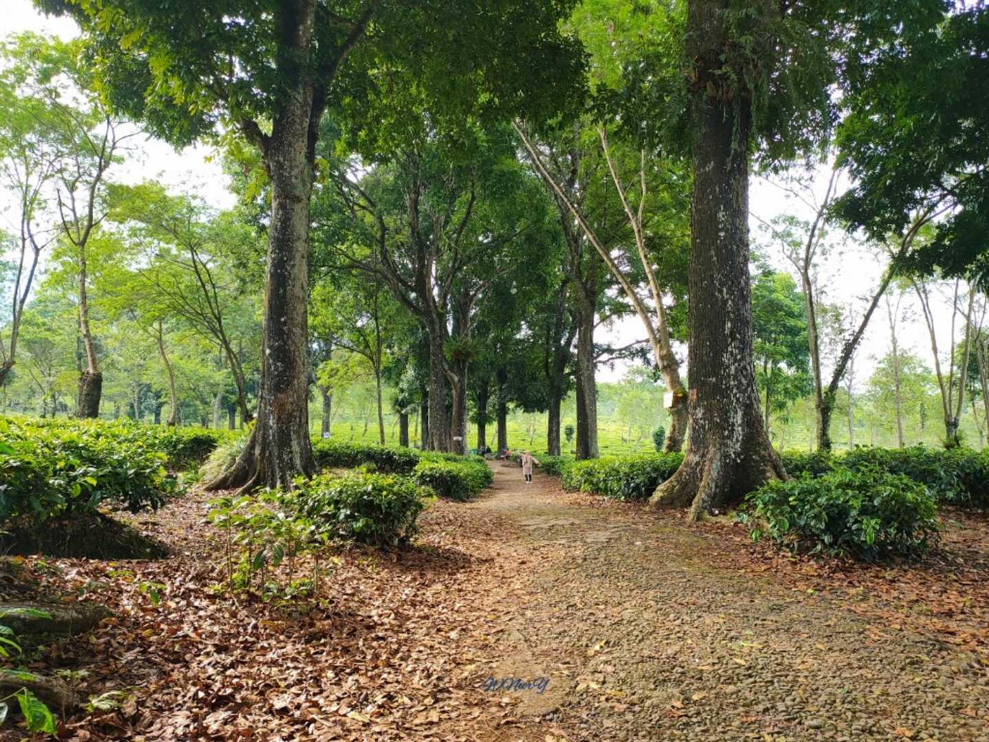 Wisata Agro Wonosari 