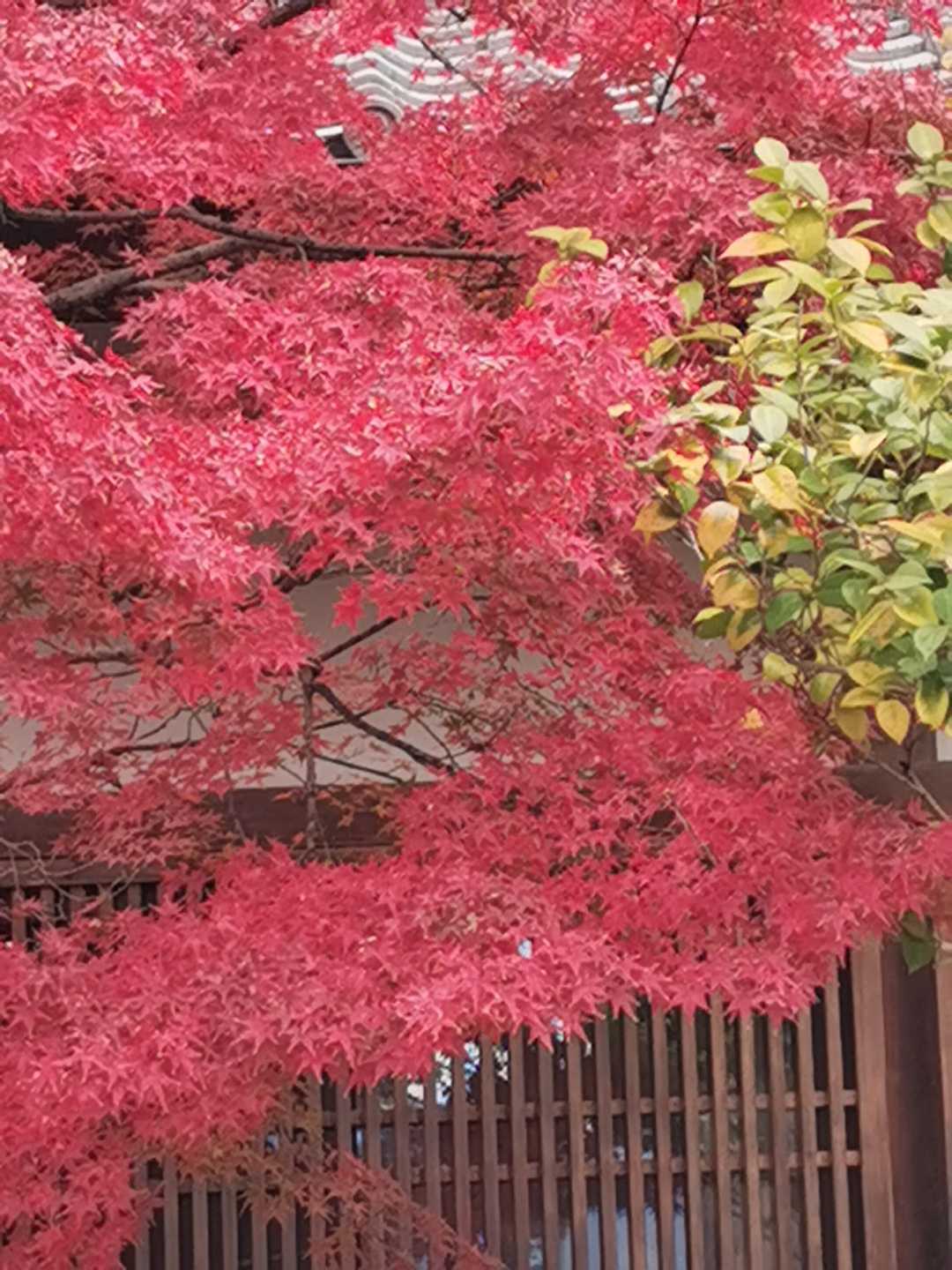Kyoto