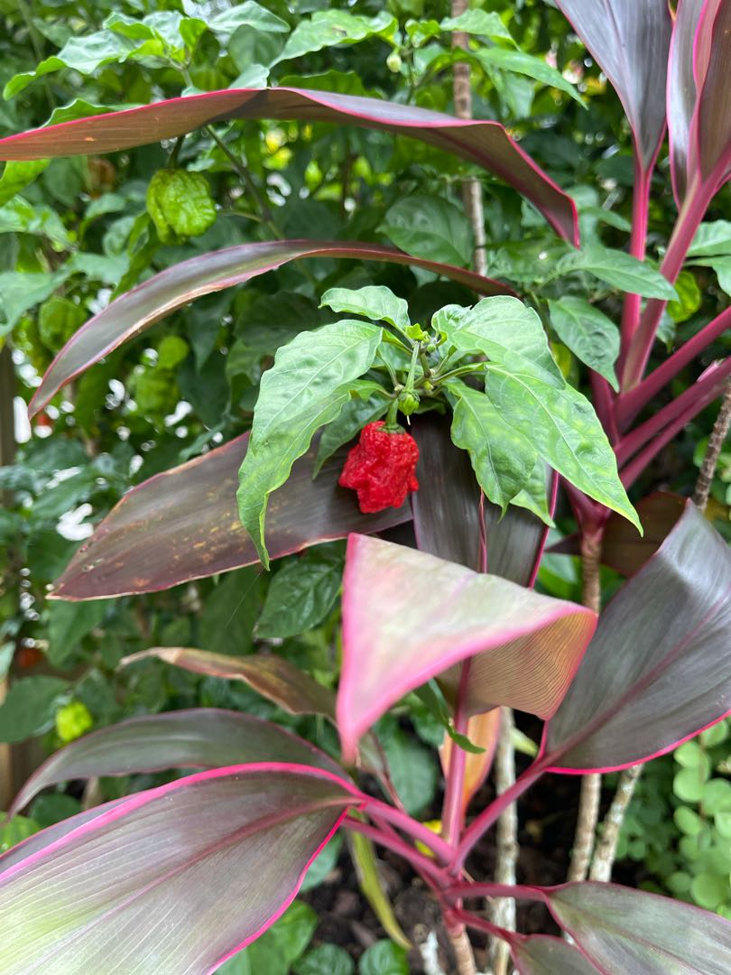 My carolina reaper tree 🔥 