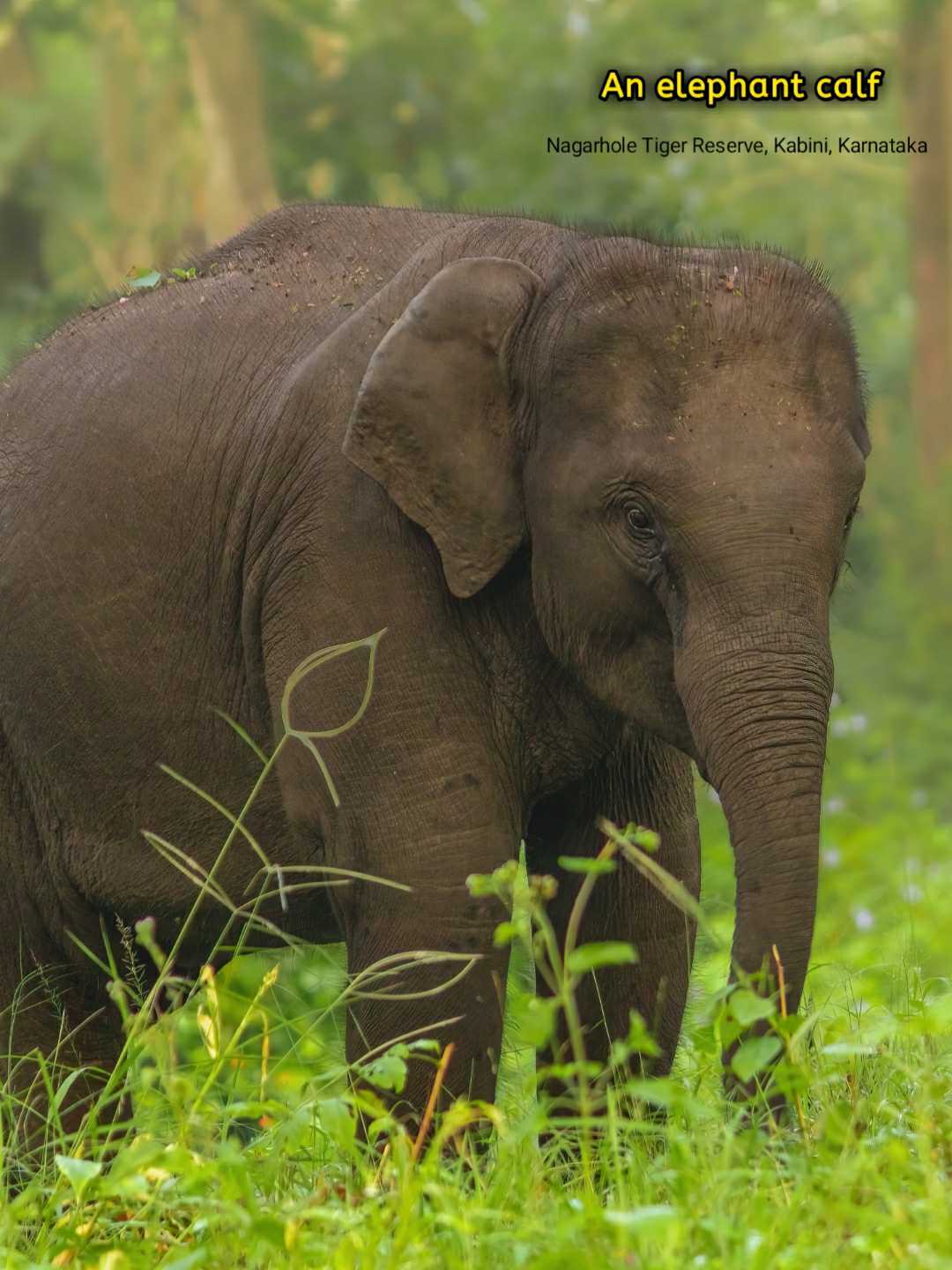 An elegant calf