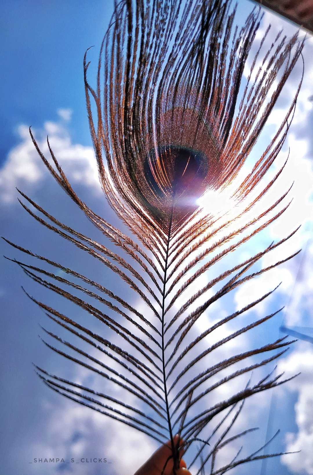 Feather🪶..