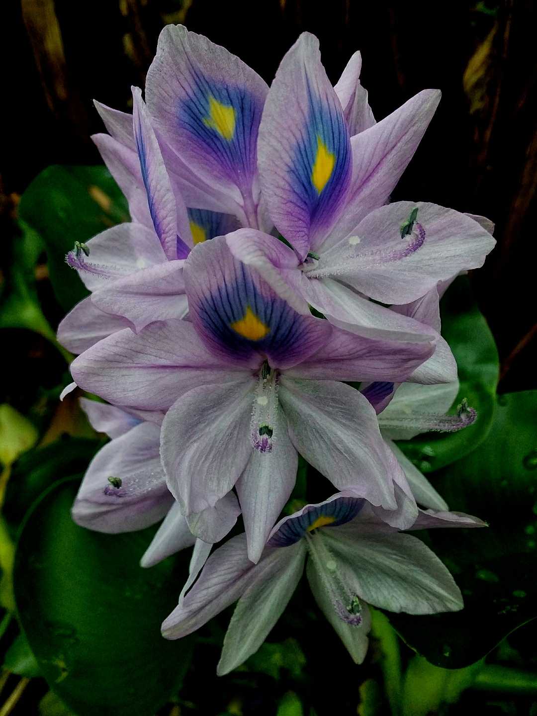 Bunga Eceng Gondok ( Eichornia Crassipes Flowers)