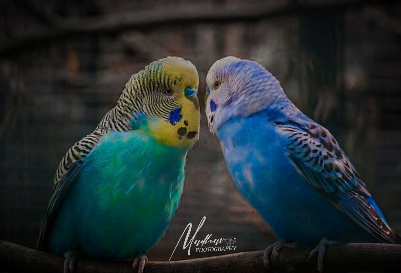 Love birds ❤️