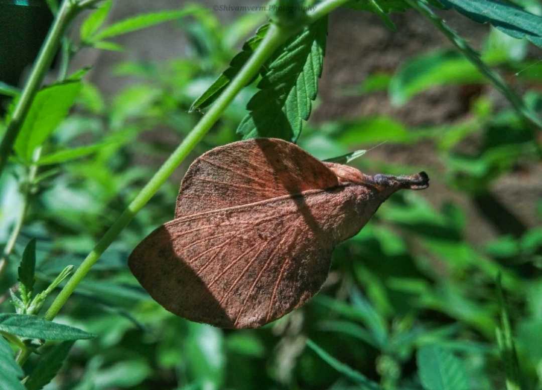 Leaf or insect 