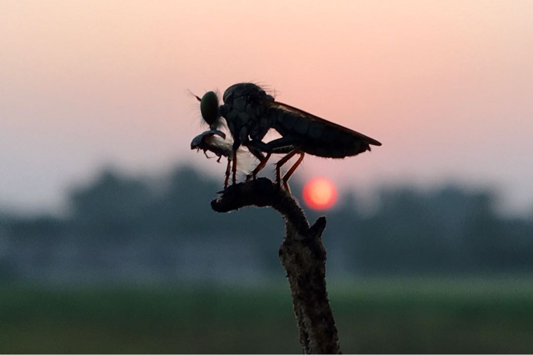 Robber fly