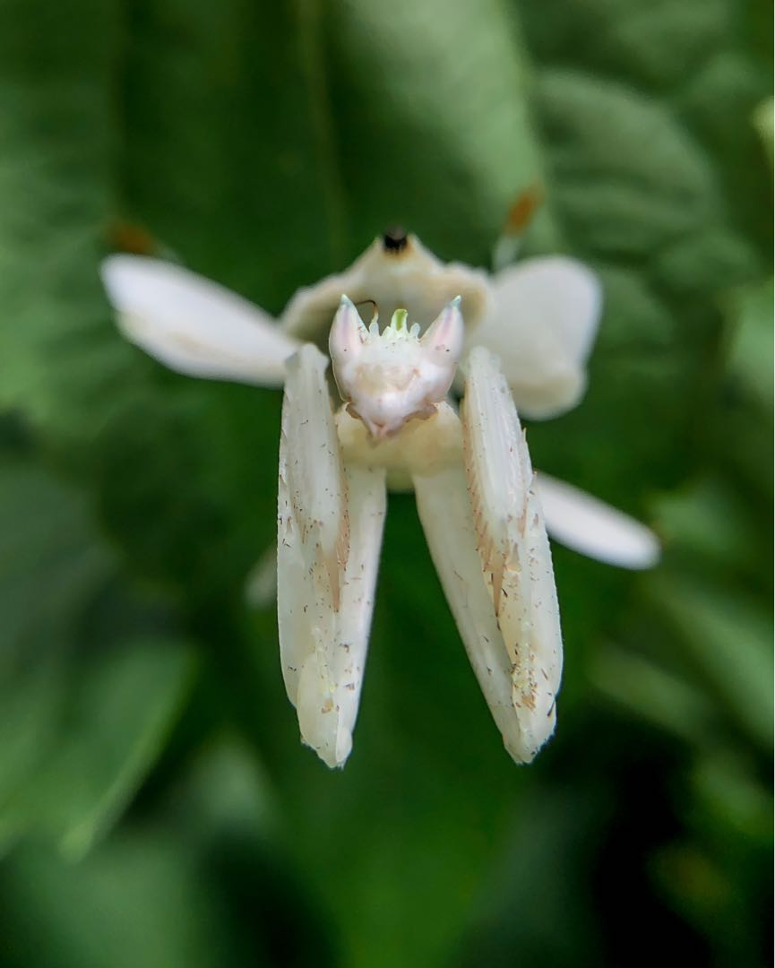 Hymenopus Coronatus || Belalang Anggrek