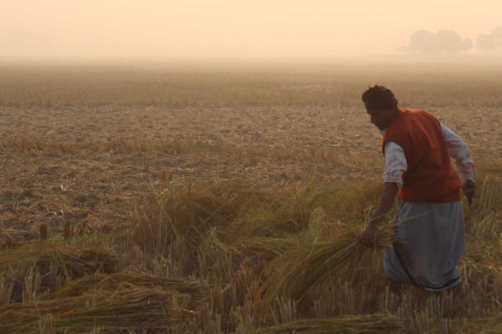 Farmer