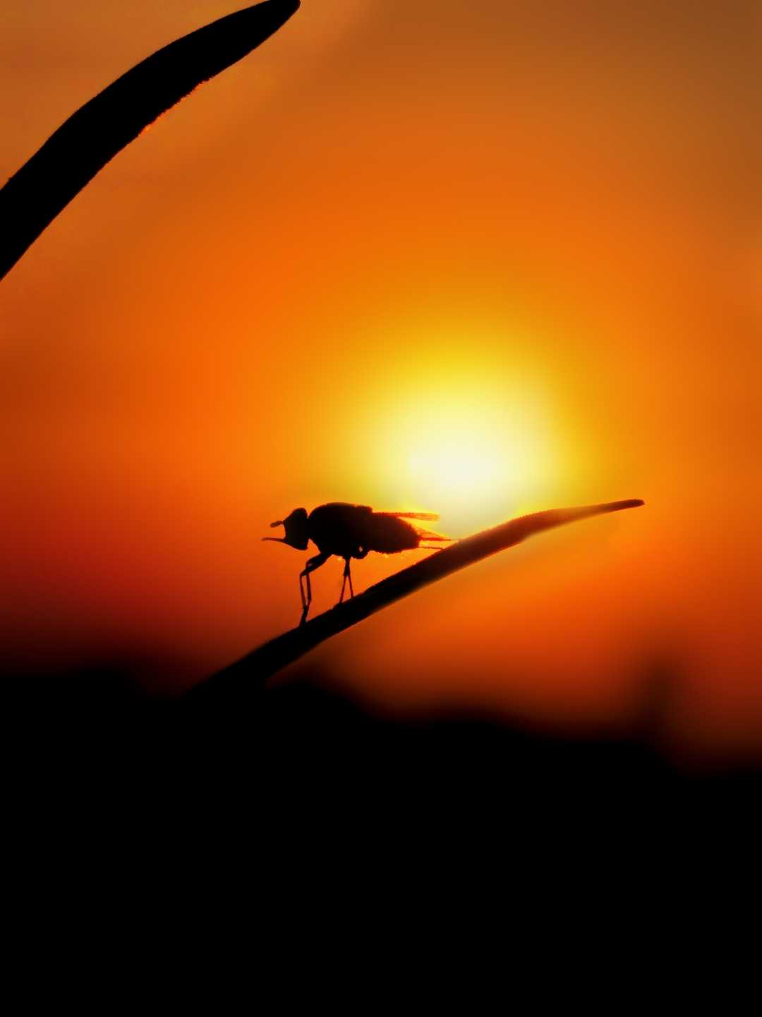 Rao Aryan Photography 