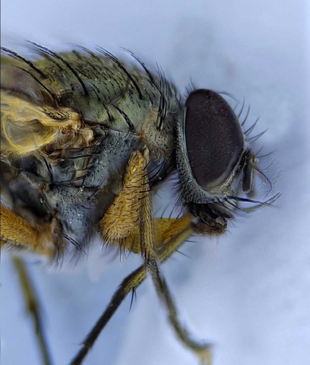 Dead Fly