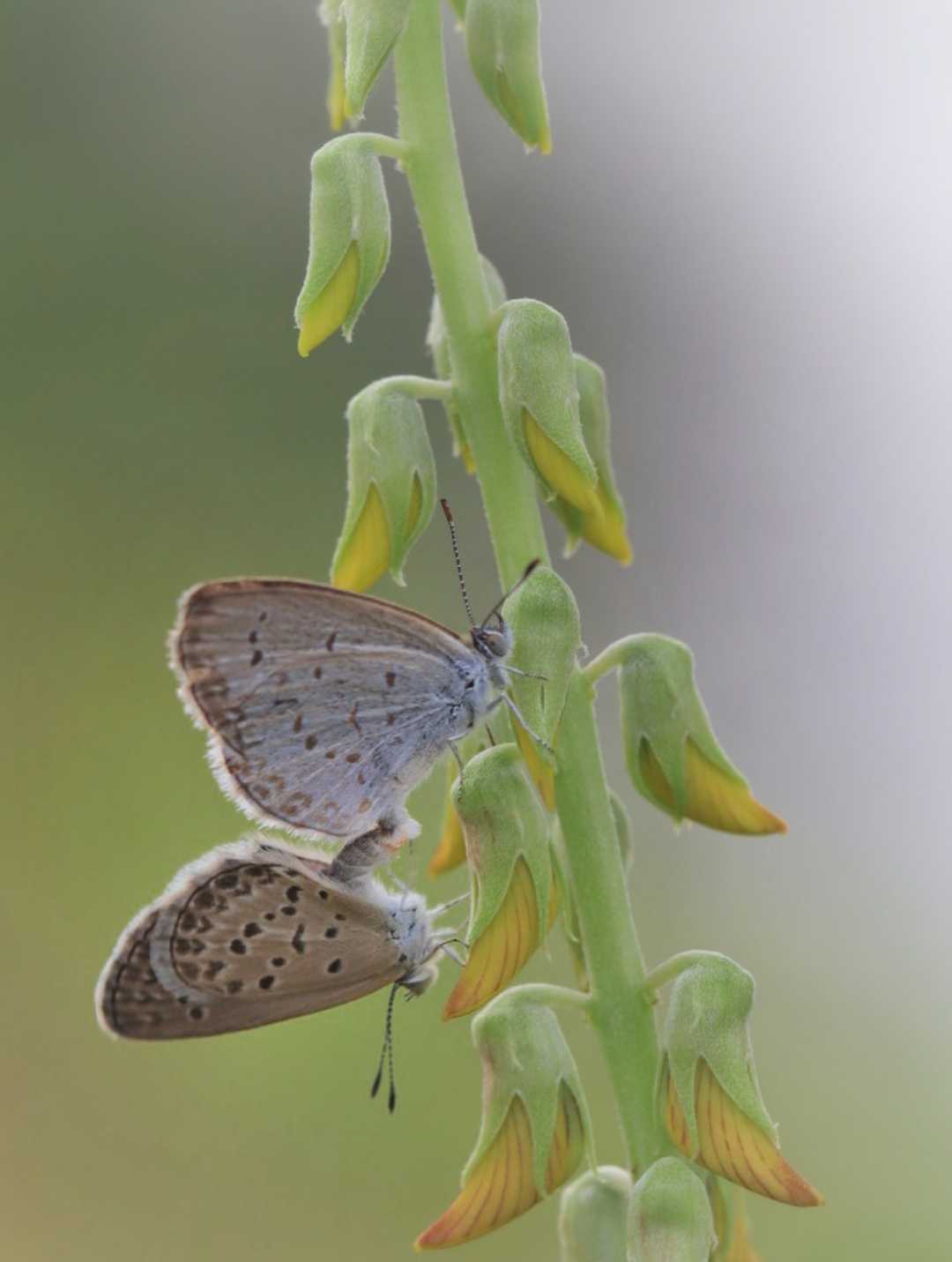 Pseudozizeeria maha