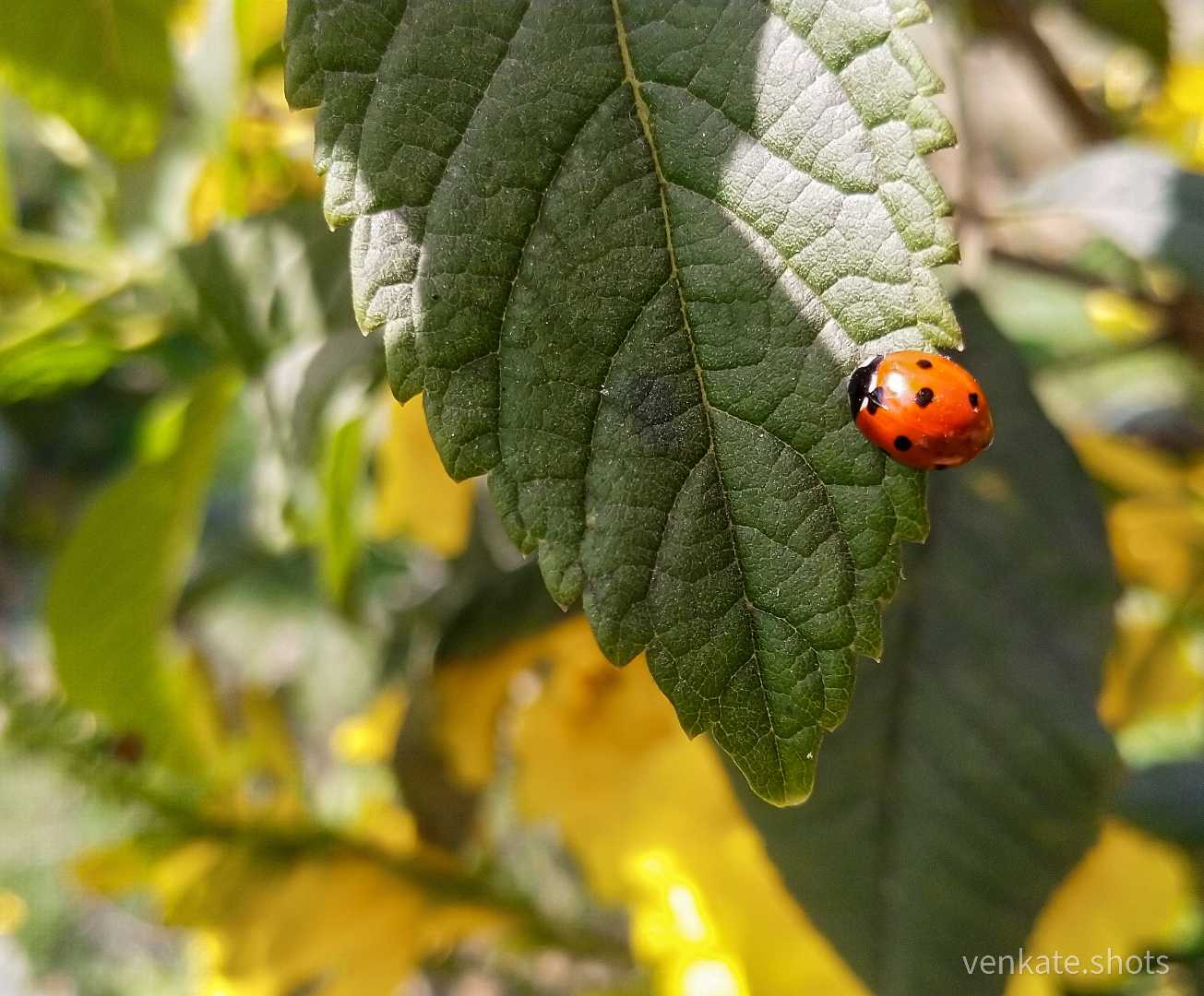 Good Morning! ☀️🌻🐞