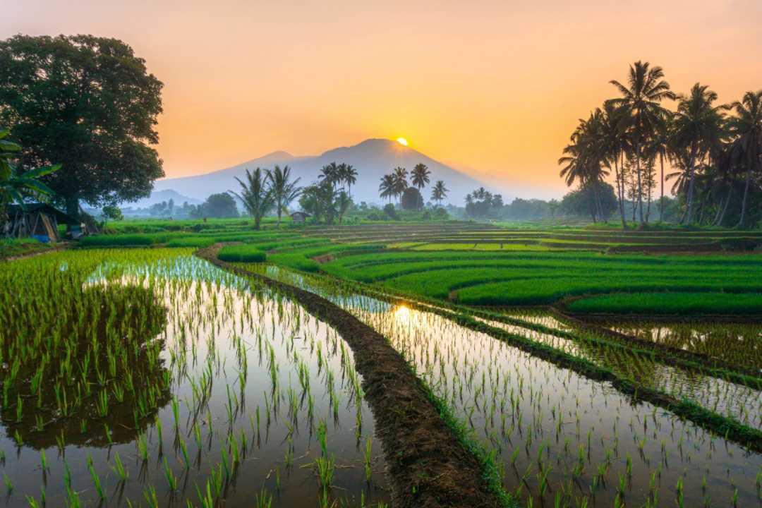 the beauty of the rural rice fields of North Bengkulu