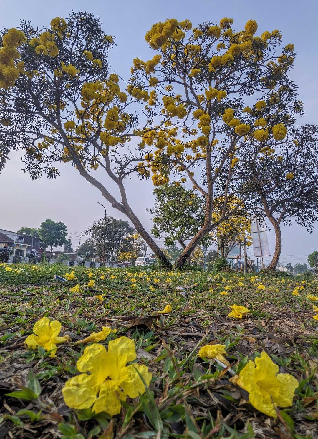 
Lapacho (Handroanthus impetiginosus)