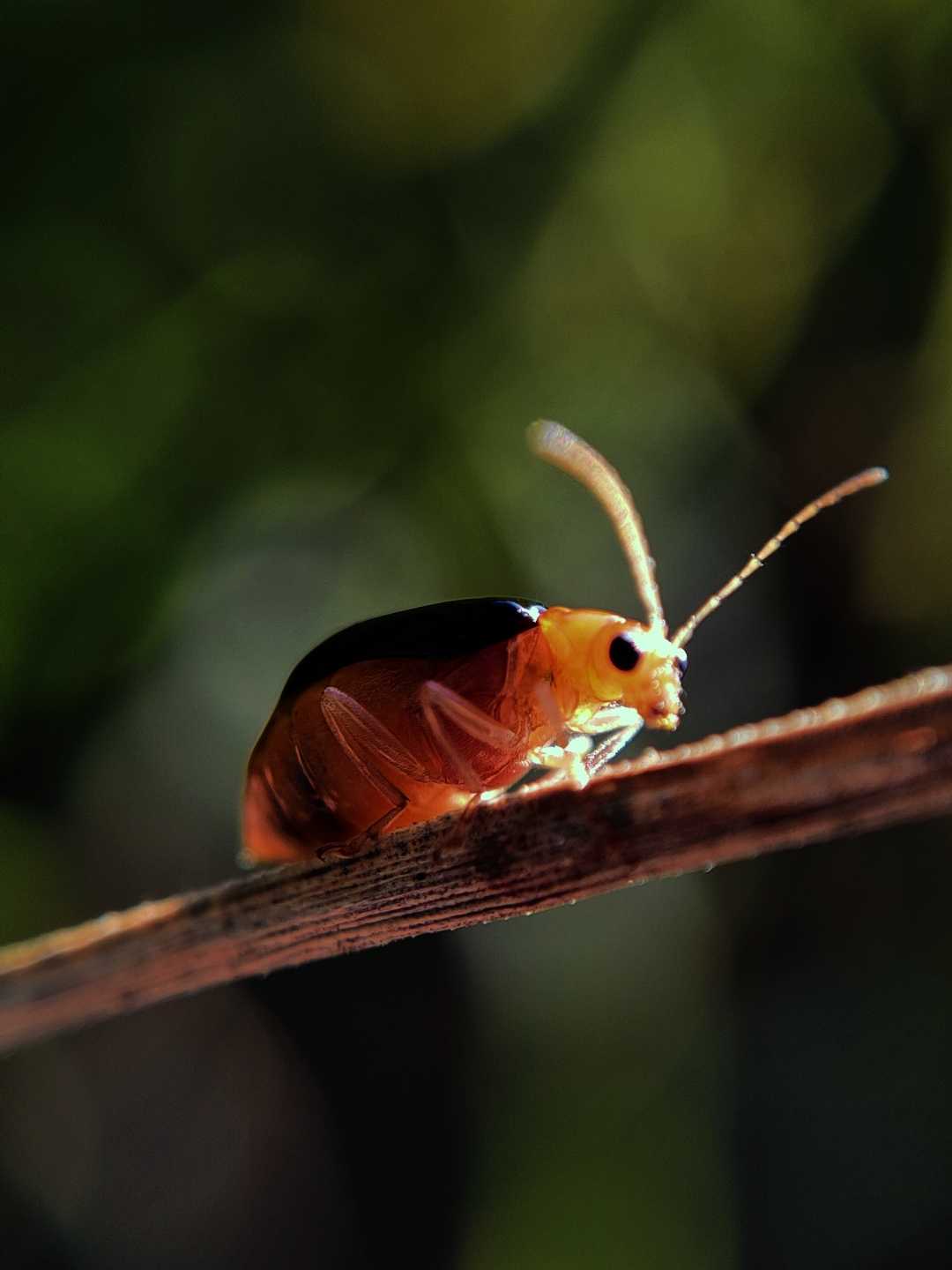 bee🐝