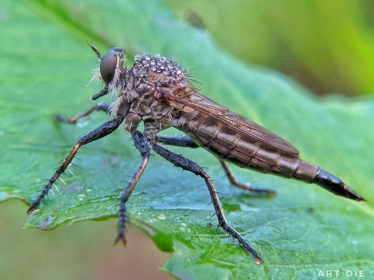 Robber Fly 