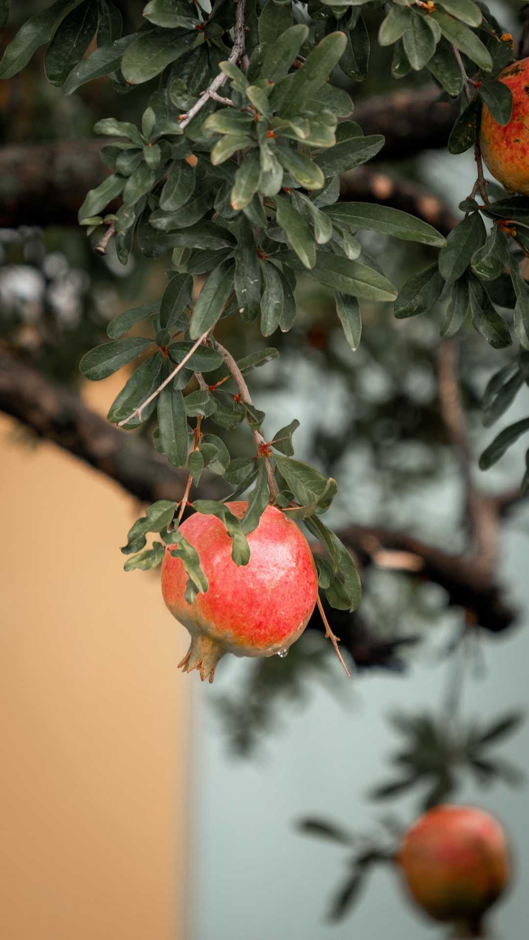 Nar vakti😋