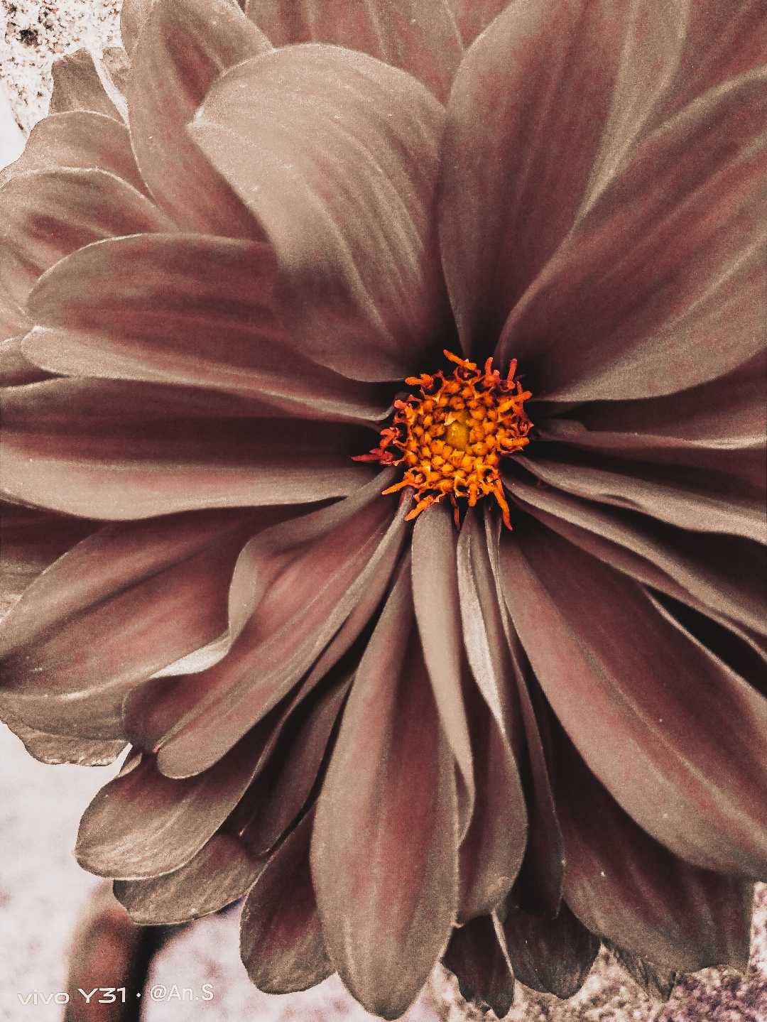 Dahlia 📸
