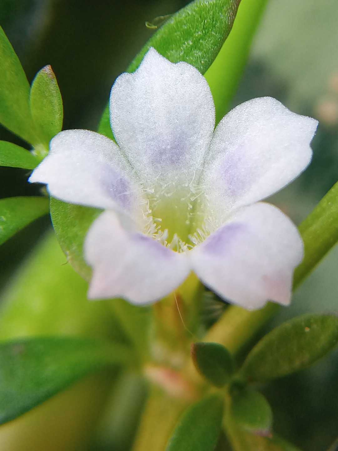 Bunga rumput mutiara