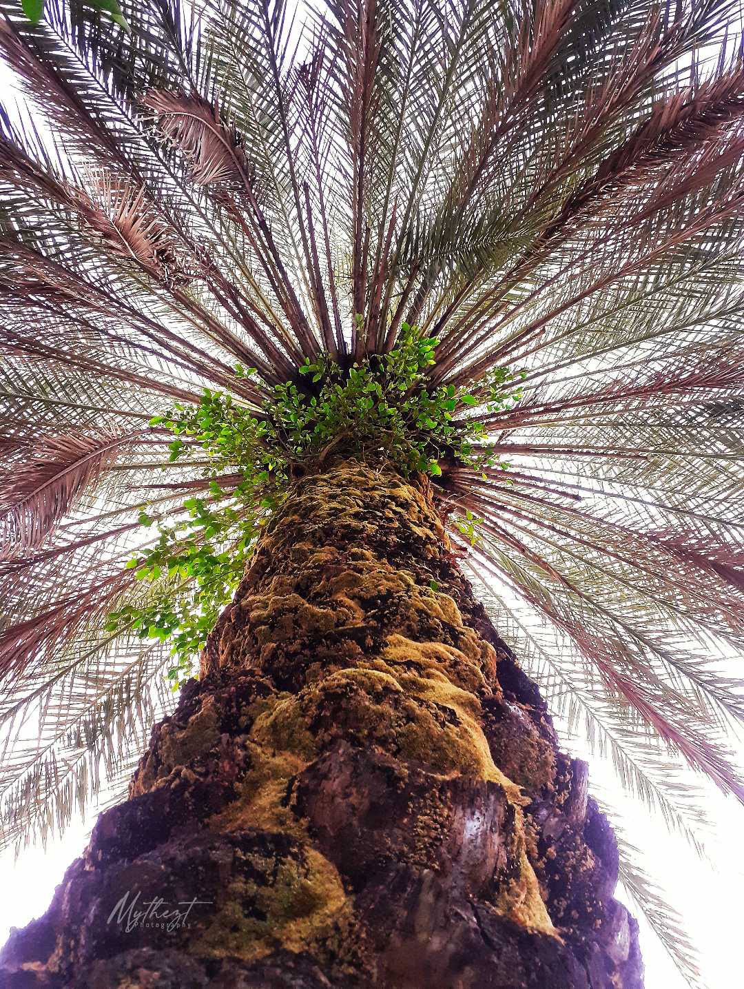 batang pohon palm