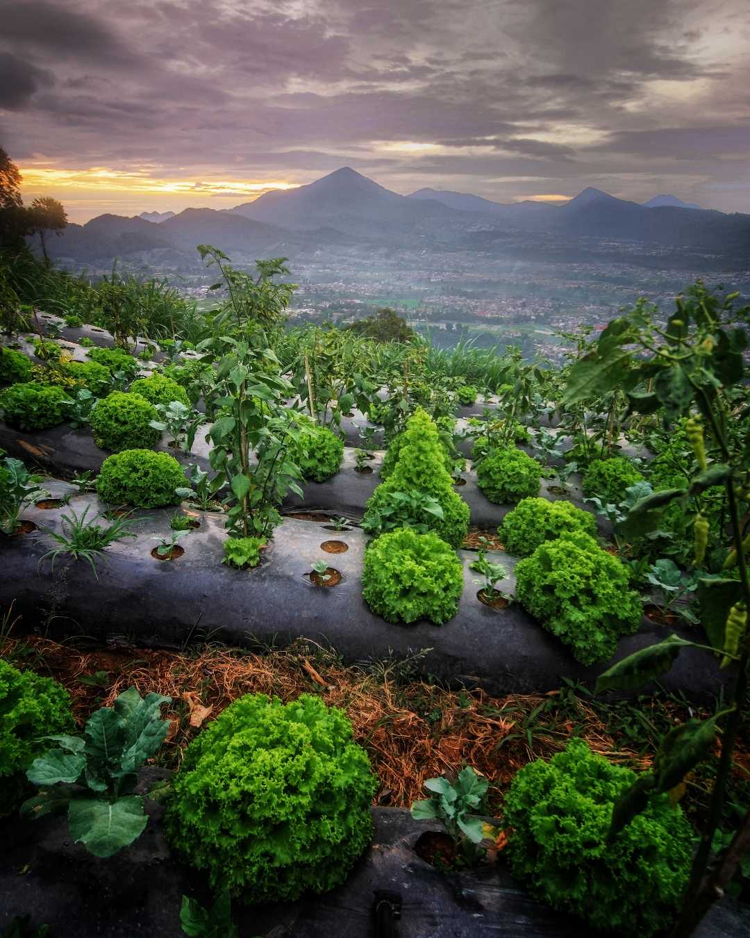 Gunung Putri Lembang 