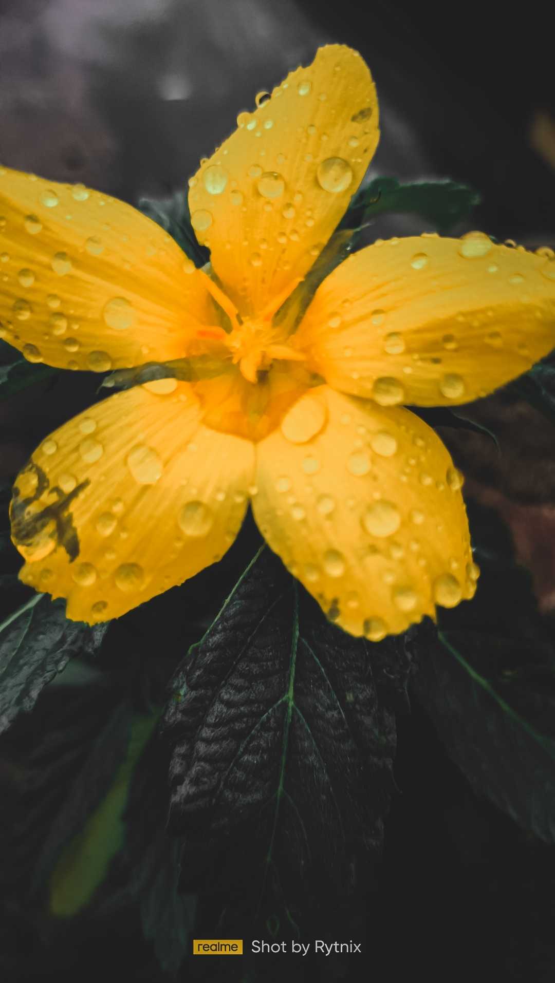 Turnera ulmifolia🤗