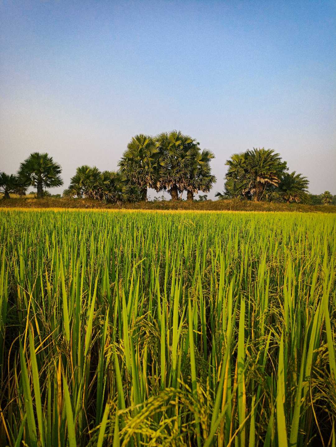 আবার আসিব ফিরে 