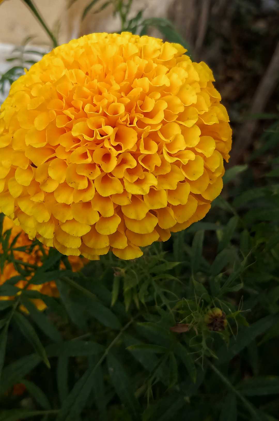 Marigold 💛