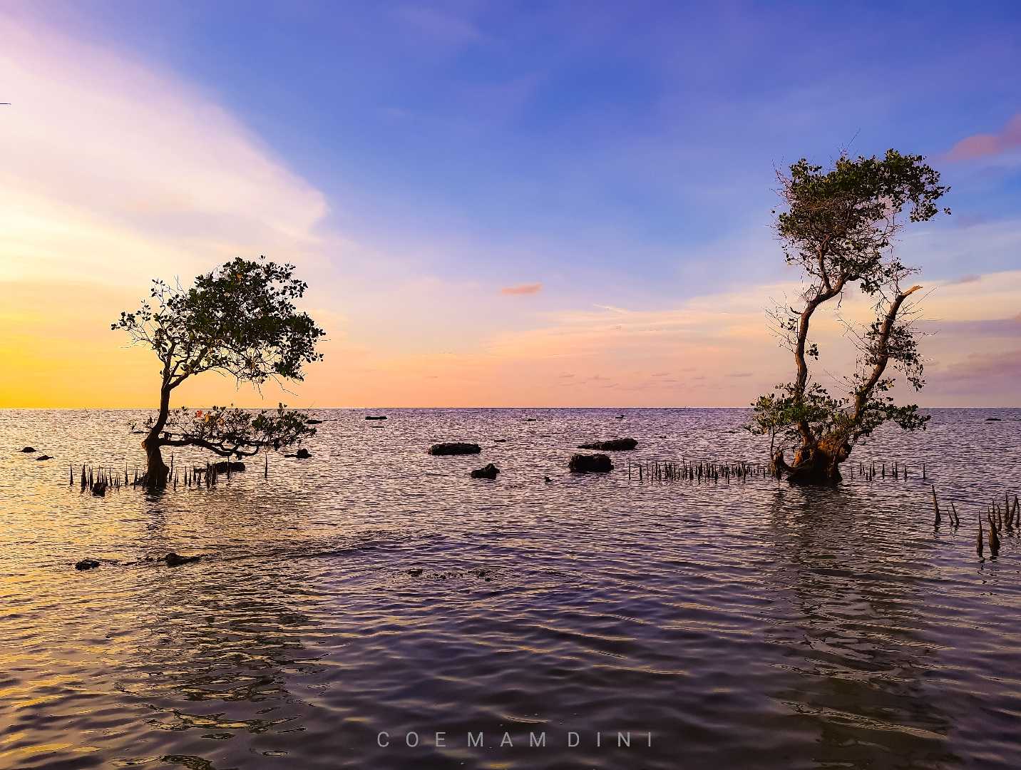 Pohon Mangrove