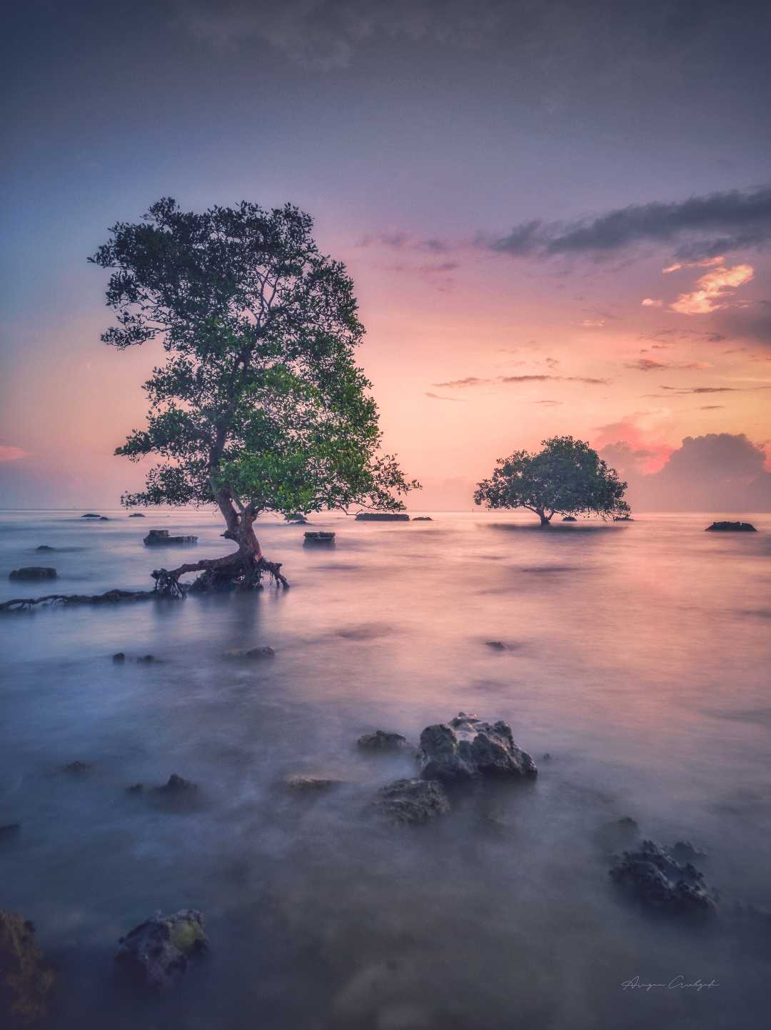 Two Trees at Sunrise