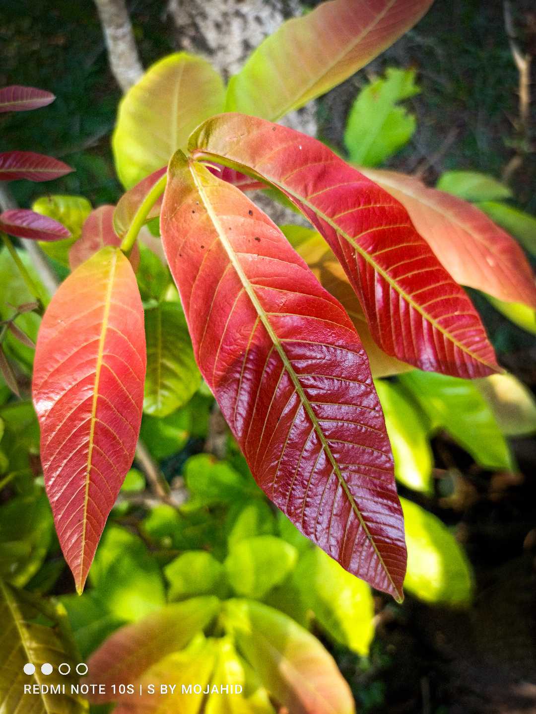 beauty of leaves 😍