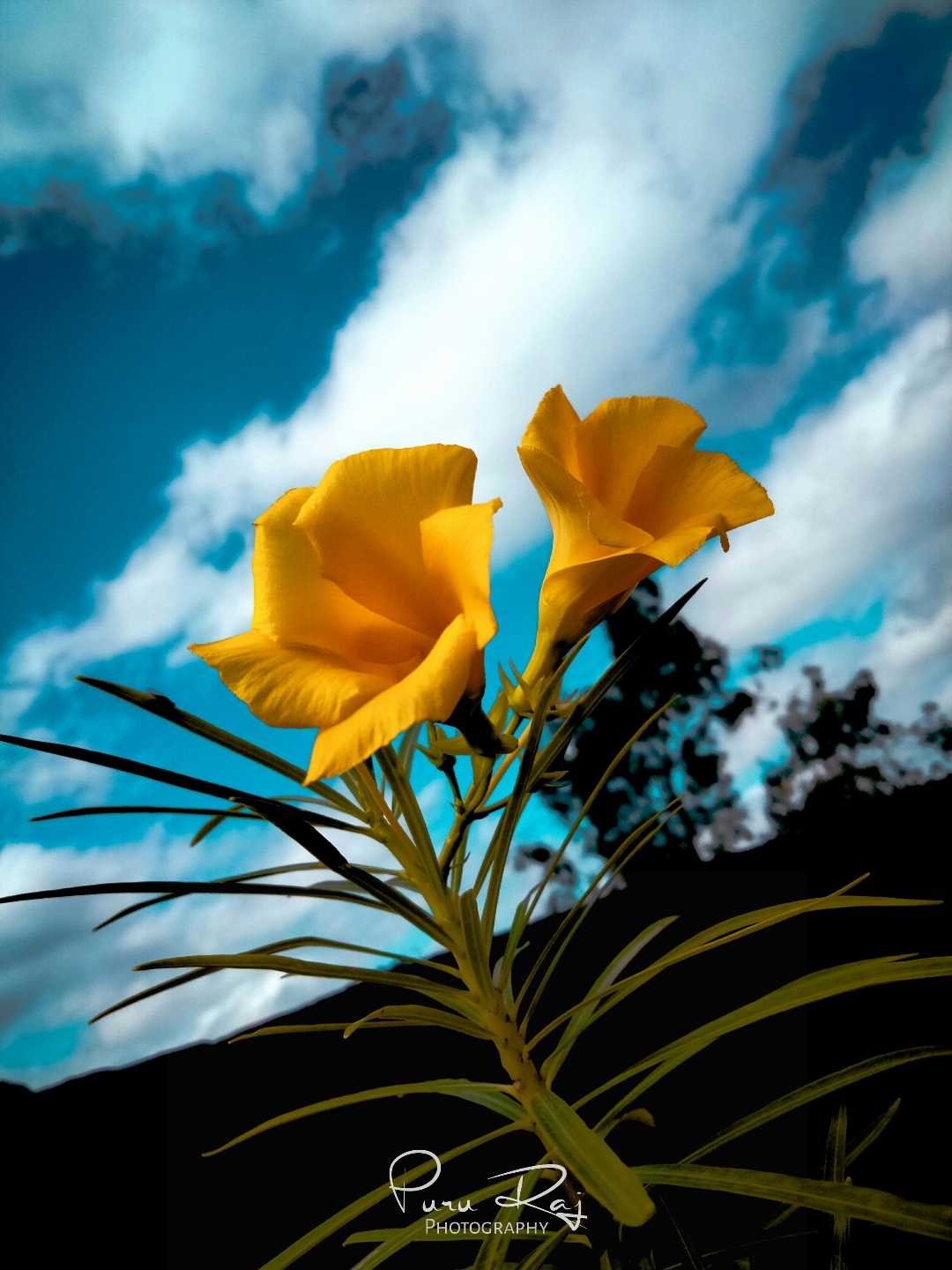 Yellow Flower 