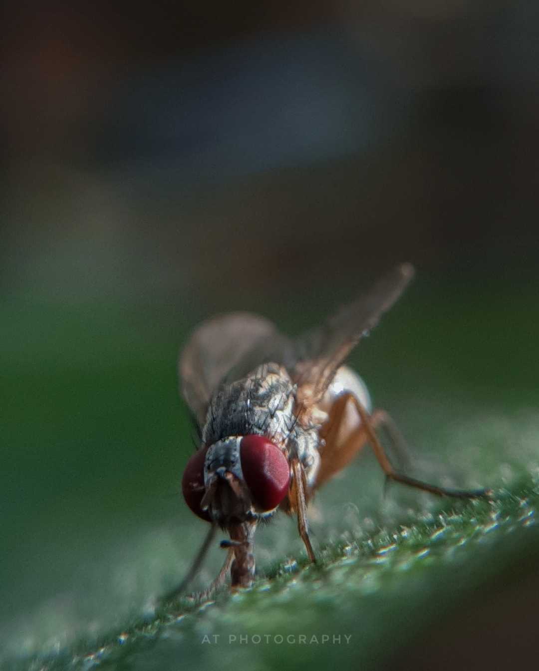 Macro
