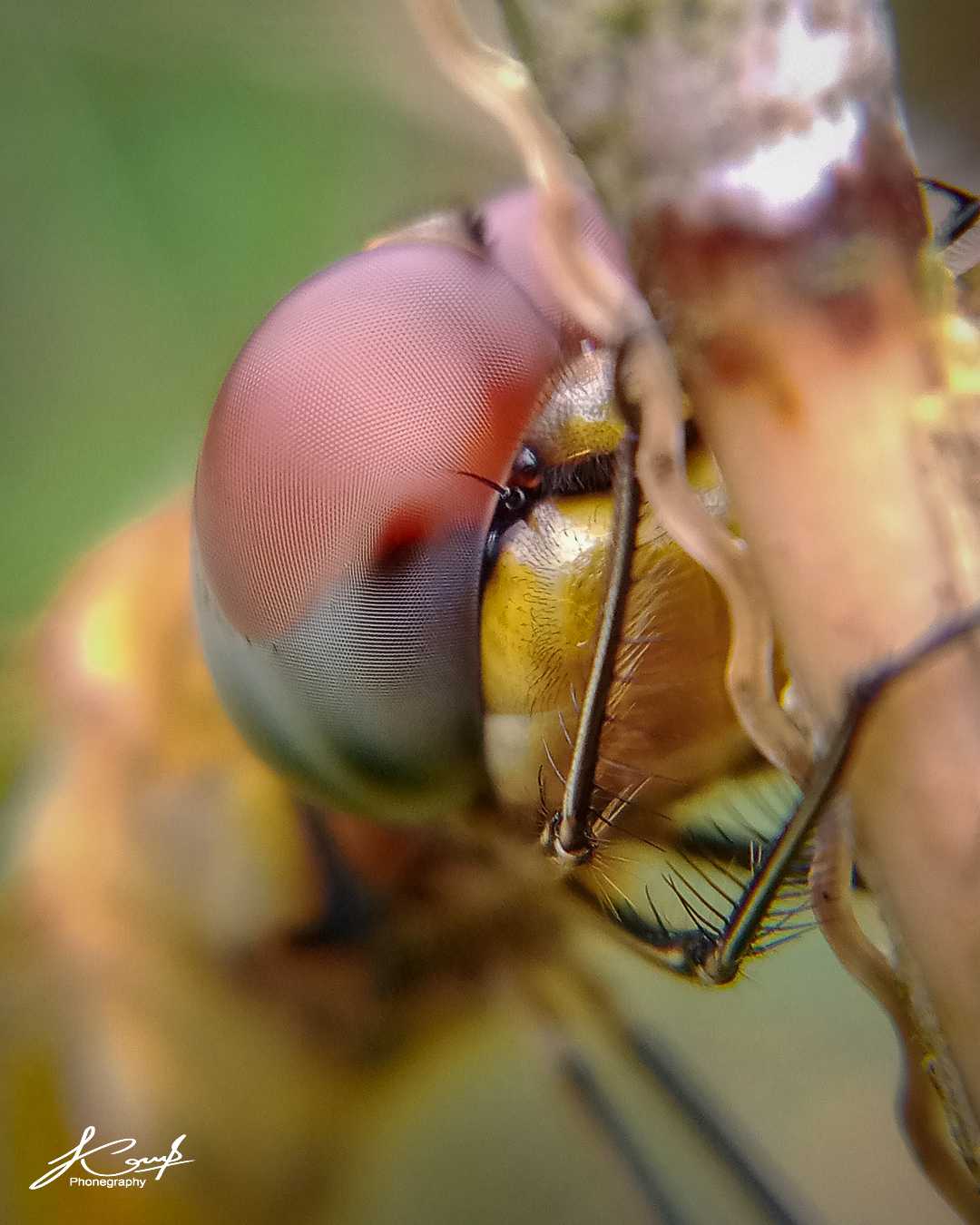 Capung ciwet (Pantala flavescens)