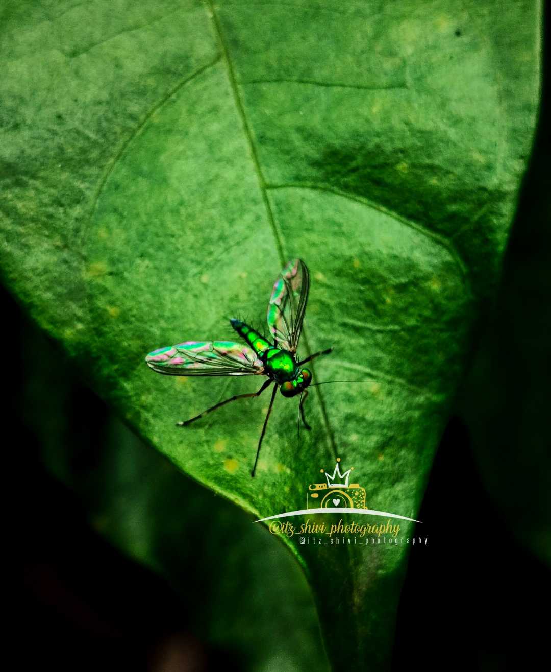 Condylostylus insect 