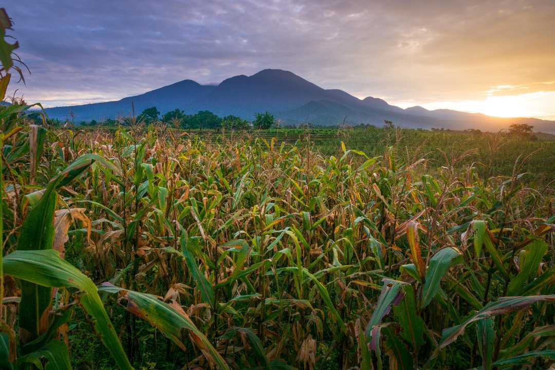 morning view on corn farmland