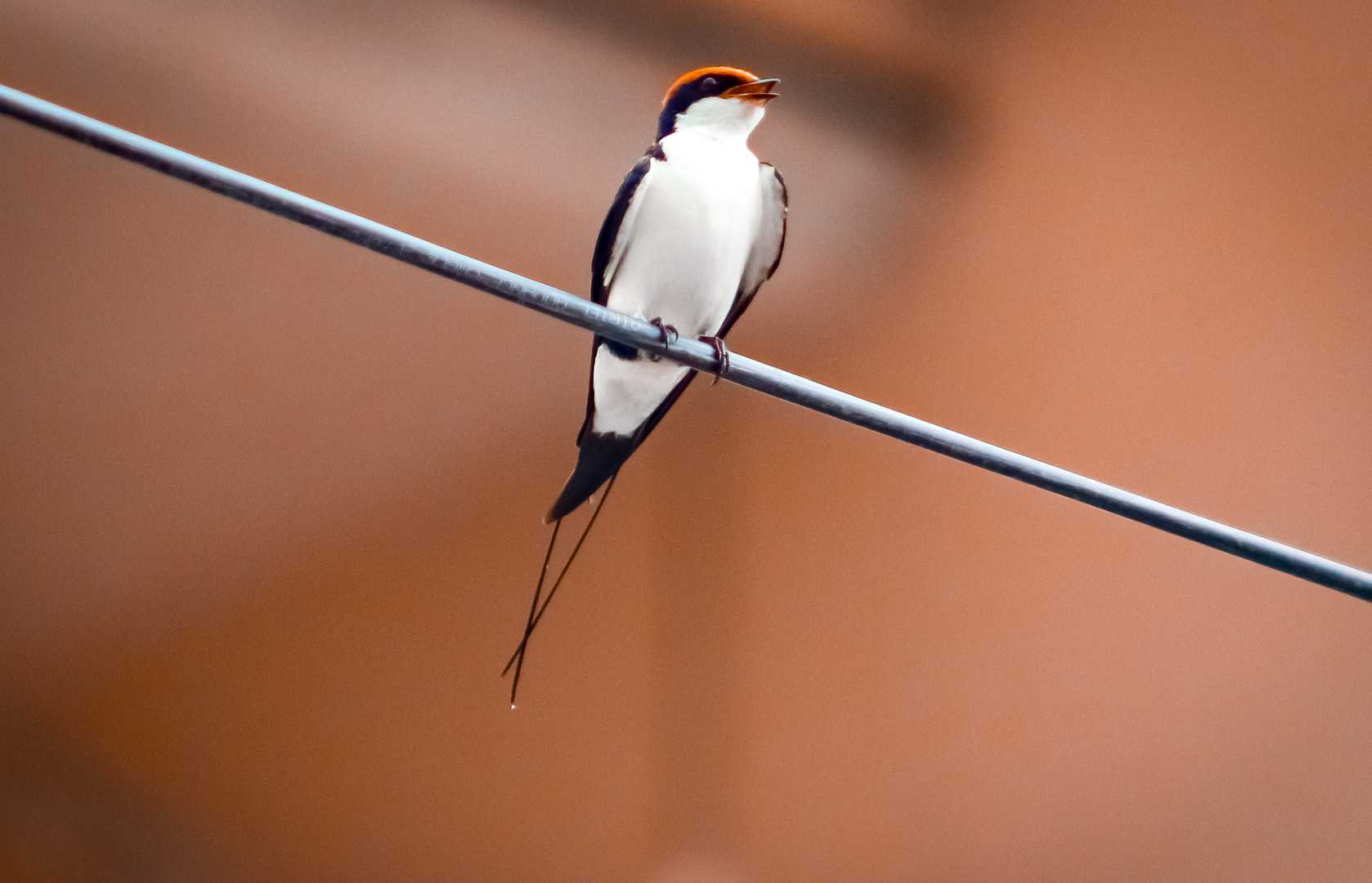 "Wire-tailed Swallow"