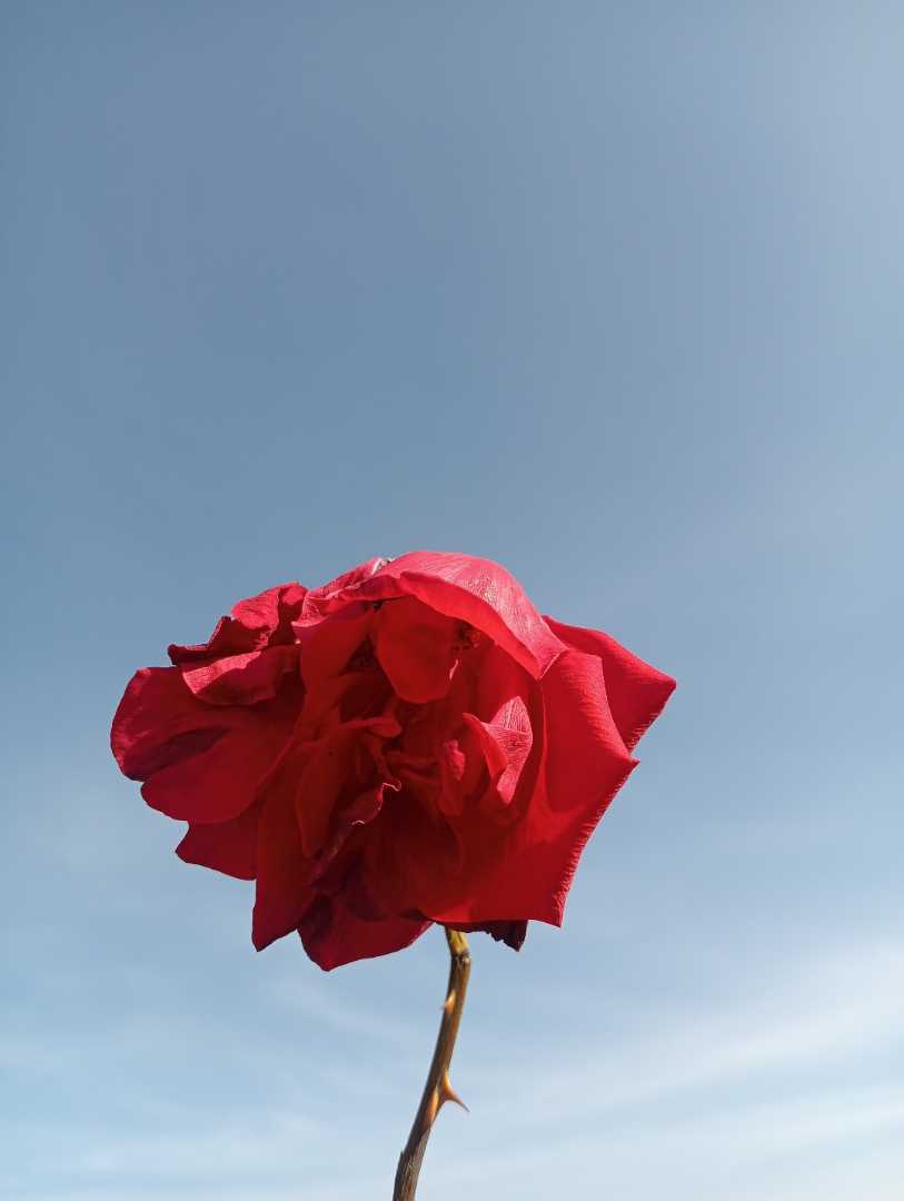 mawar merah