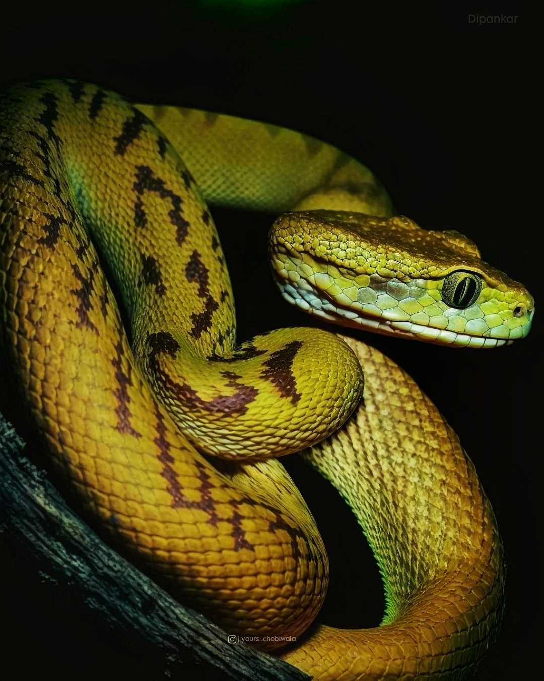Malabar pit viper🐍🐍 