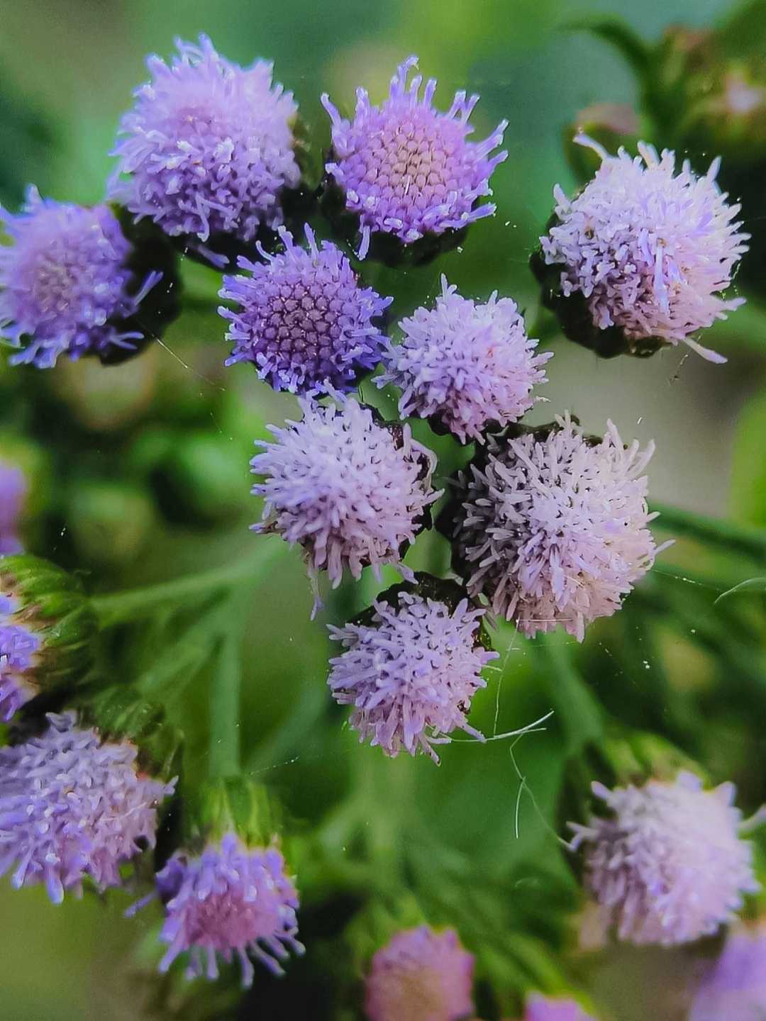 Blue Mink Flower 💜💚