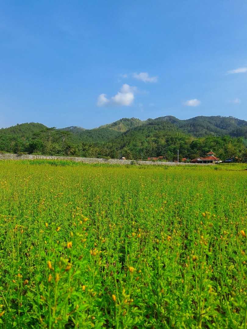 Green hills