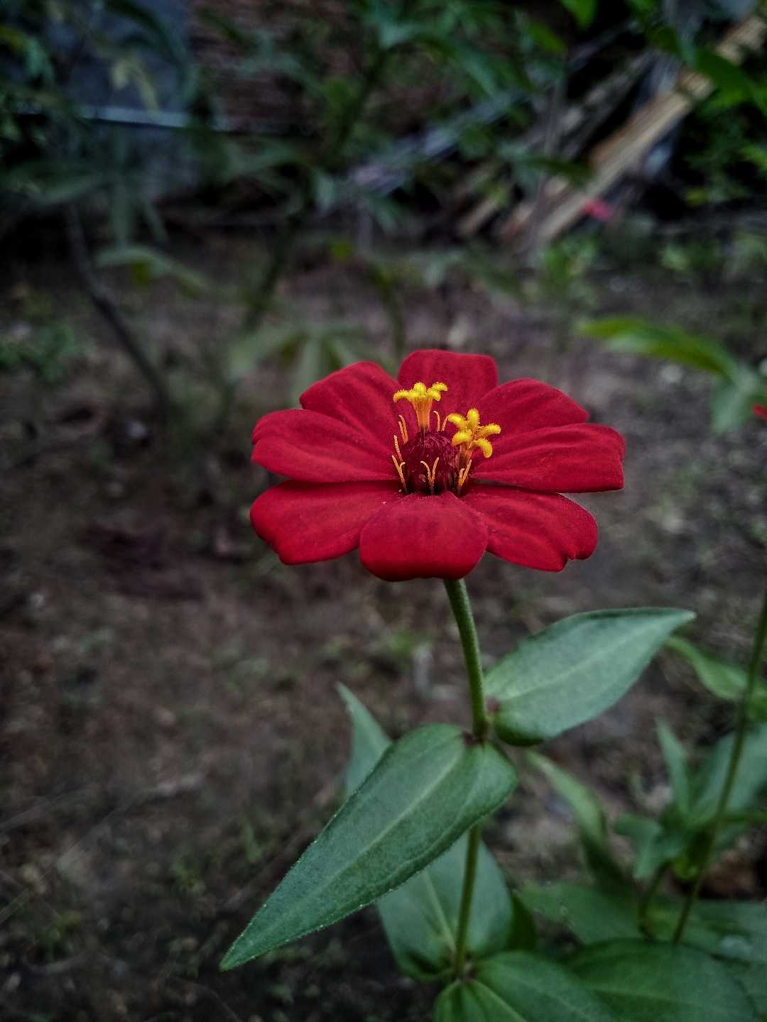 Zinnia Merah